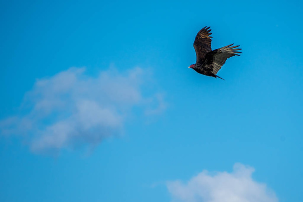A buzzard gliding through the air within the gulf shore of the beach - Фото, зображення