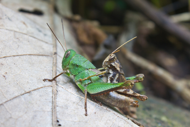 two grasshopper on leaf - Photo, Image