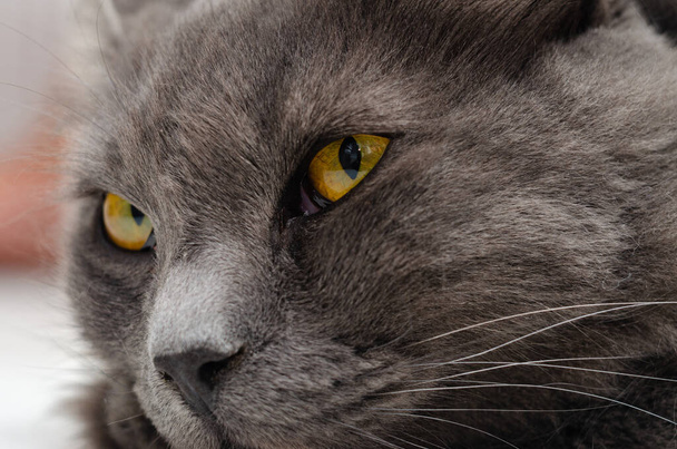 Yellow green eyes of dark gray cat close-up - Foto, Imagen