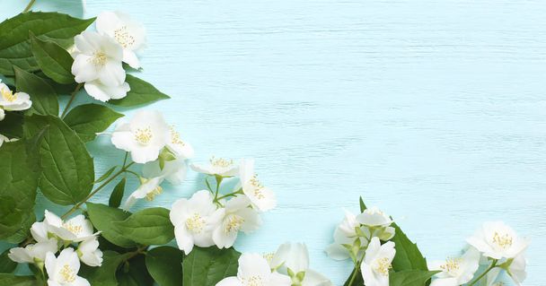 Rámeček jasmínu květiny a mladé zelené listy na modrém dřevěném pozadí - Fotografie, Obrázek
