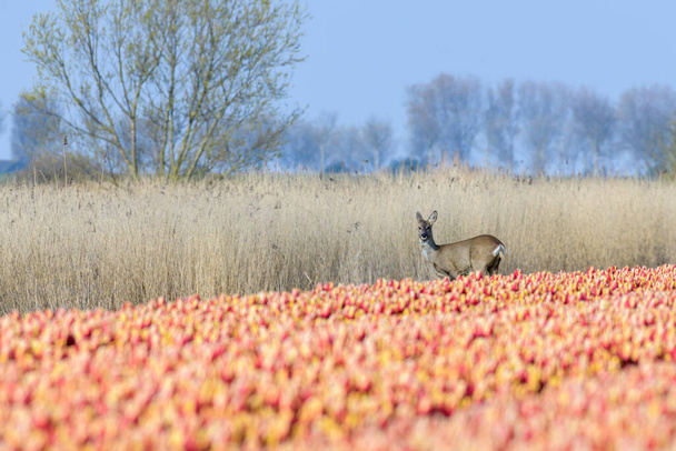 Un ciervo (cervus elaphus) está de pie bajo el sol entre la caña y un campo de tulipanes con flores rojas y amarillas florecientes
. - Foto, Imagen