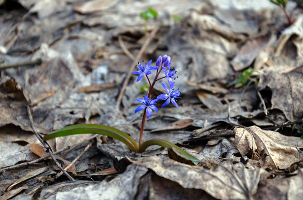 kukkiva sininen lumisade, esikoinen onnellisena kevätpäivänä metsässä, lähellä-u
 - Valokuva, kuva