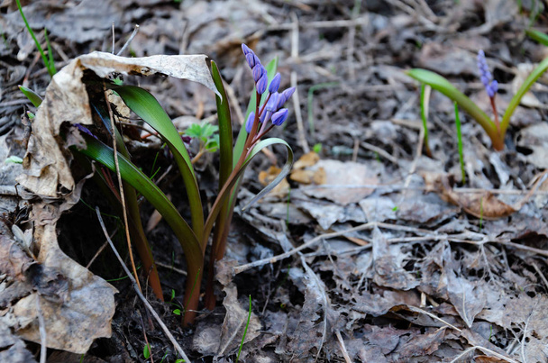 Çiçekli mavi kar damlası, çiçeklenmiş güller Ormanda mutlu bir bahar günü, kapalı - Fotoğraf, Görsel