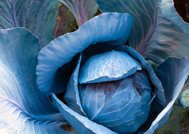 Wonderful red cabbage plant - Photo, Image