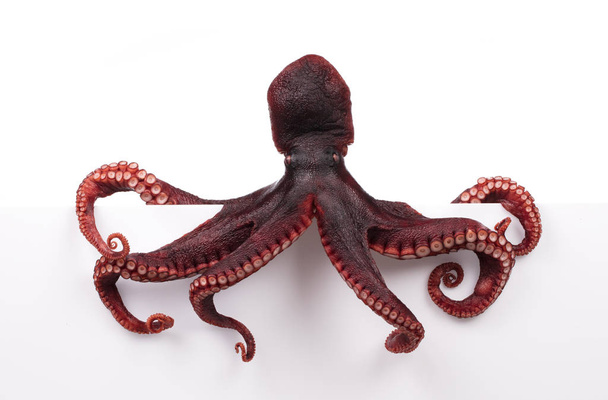 Octopus wiggling isolated on white background - Photo, Image
