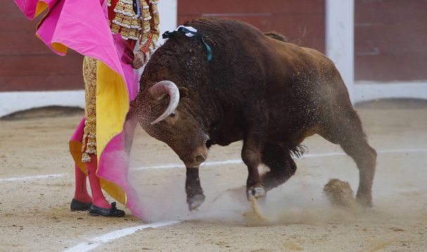 бик увійшов на мис бика у бику
 - Фото, зображення