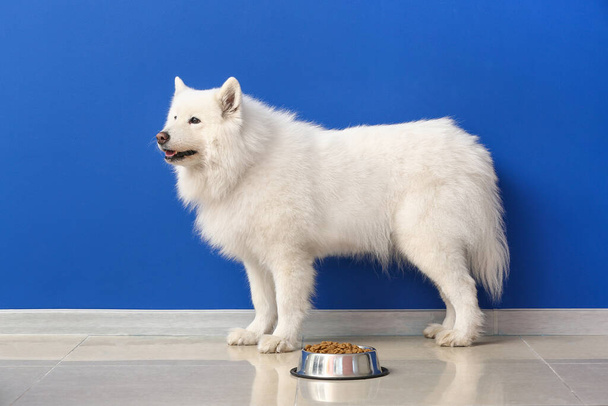 Cute Samoyed dog and bowl with food near color wall - Foto, Imagen
