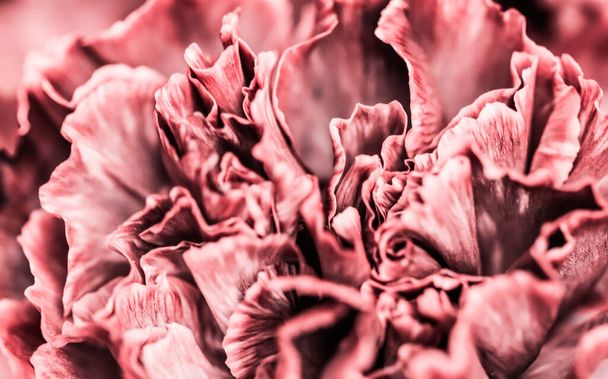 レトロアート、ヴィンテージカード、植物のコンセプト-抽象的な花の背景、ピンクのカーネーションの花。休日のブランドデザインのためのマクロ花の背景 - 写真・画像