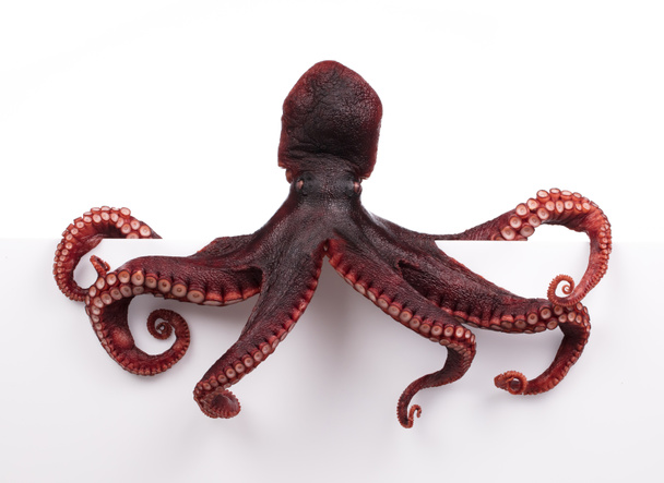 Octopus wiggling isolated on white background - Φωτογραφία, εικόνα