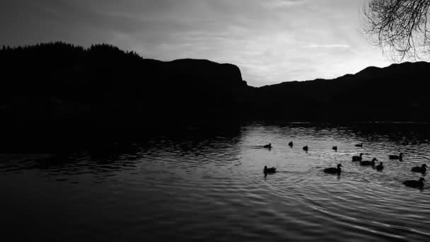 Simple colored nature landscape with lake and birds in the water. Mostly only silhouettes. - Materiał filmowy, wideo