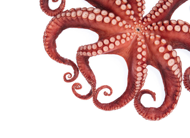 Hermoso de un calamar tentáculos aislados sobre fondo blanco
 - Foto, Imagen