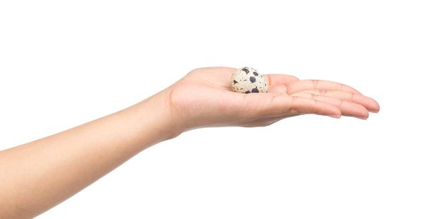hand holding Quail eggs isolated on white background - Photo, Image