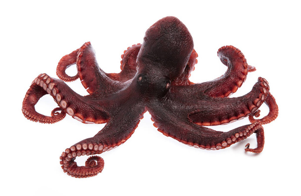 Octopus vulgaris geïsoleerd van witte achtergrond. - Foto, afbeelding