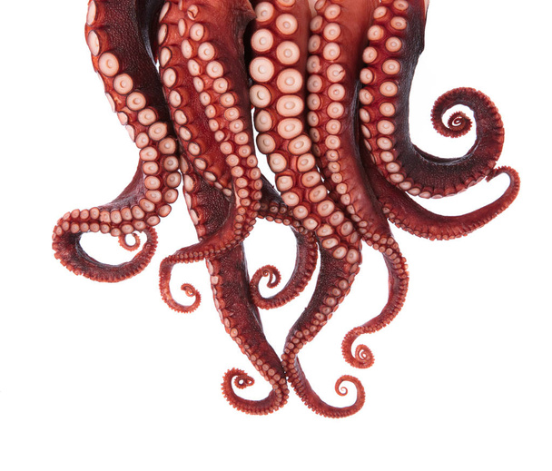 tentakels van de octopus geïsoleerd op witte achtergrond - Foto, afbeelding