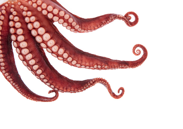 Belle d'un calmar tentacules isolés sur fond blanc
 - Photo, image