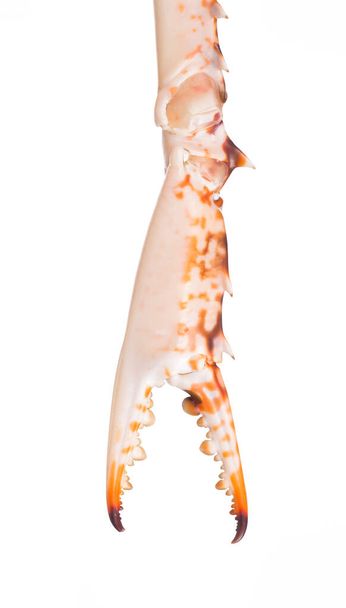 Zbliżenie kraba pazurowego izolowanego na białym tle - Zdjęcie, obraz
