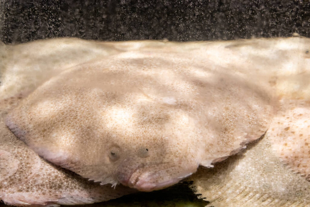 Рыба-тюрбот в ресторанном аквариуме ждет посетителей на выбор для ужина
 - Фото, изображение