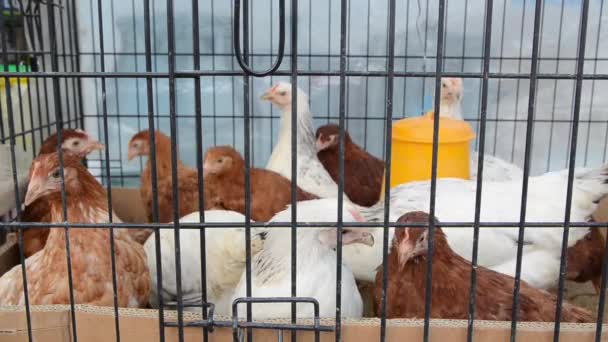 Grupa kurcząt w klatce w hodowli drobiu. Stado domowego kurczaka za kratkami w wiejskiej farmie. - Materiał filmowy, wideo