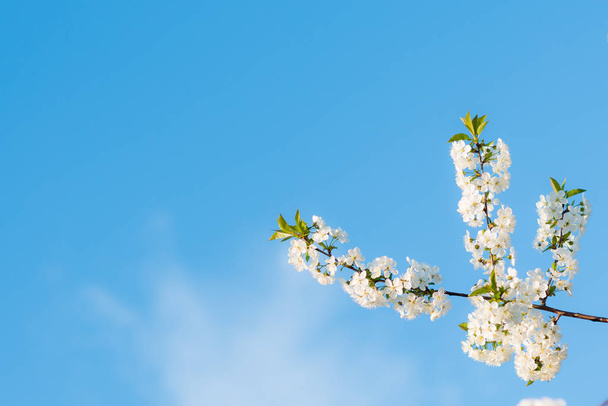blossoming of cherry flowers in spring time with green leaves, natural floral seasonal - blue sky background - very shallow depth of field - Photo, Image