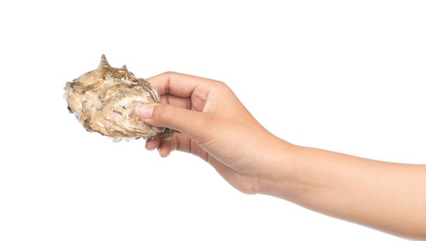 hand holding Fresh oyster isolated on white background - Photo, Image