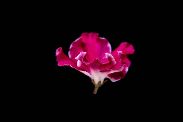 różowy fioletowy kwiat na czarnym tle - Zdjęcie, obraz