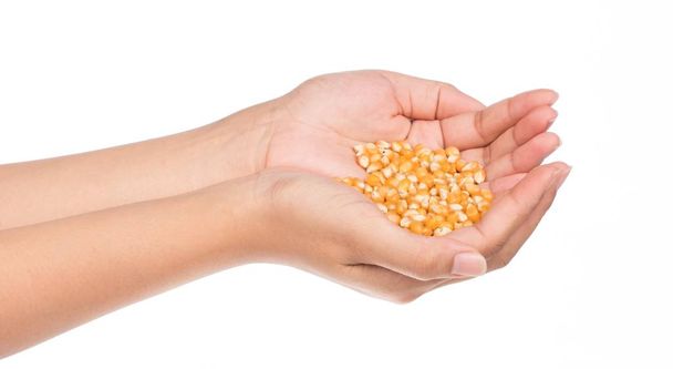 mão segurando sementes de milho isolado no fundo branco
 - Foto, Imagem