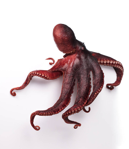 Octopus wiebelen geïsoleerd op witte achtergrond - Foto, afbeelding