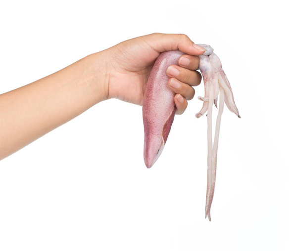 χέρι εκμετάλλευση Φρέσκο καλαμάρι απομονωμένο σε λευκό φόντο - Φωτογραφία, εικόνα