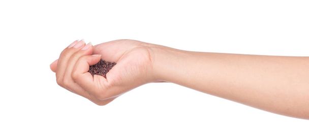 main tenant des graines de moutarde noire isolées sur fond blanc
 - Photo, image