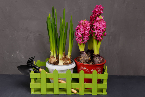 Composición con jacintos florecientes y narcisos rodeados de diversas herramientas de jardín sobre un fondo de hormigón gris
. - Foto, Imagen