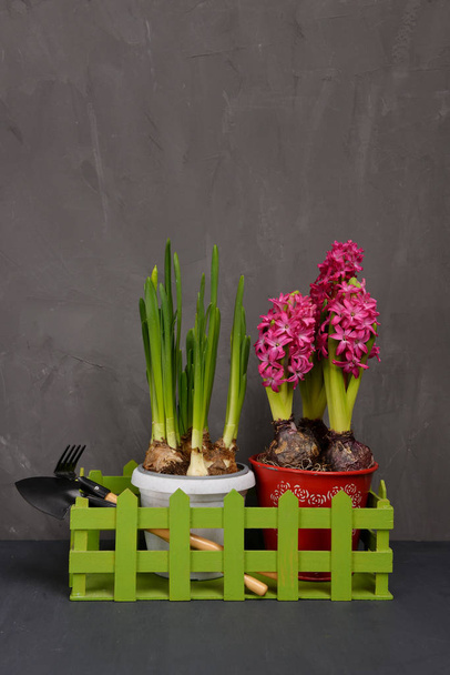 Composition with blooming hyacinths and daffodils surrounded by various garden tools on a gray concrete background. - Photo, Image