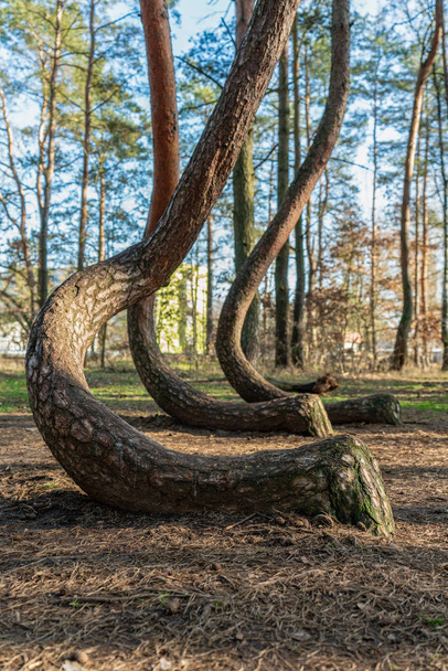 Crooked tree trunks at the crooked forest Krzywy Las near Gryfino in Poland - Photo, image