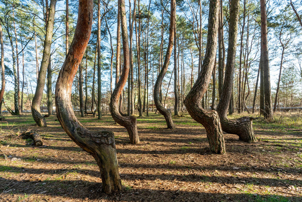 Crooked tree trunks at the crooked forest Krzywy Las near Gryfino in Poland - Valokuva, kuva