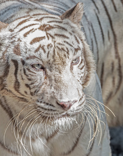Крупный план белого бенгальского тигра, изолированного на заднем плане
  - Фото, изображение