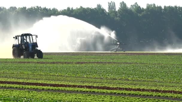 Traktor arbeitet auf dem Feld der Salatplantage im Freien, Sprühfeld, Maschinen für die Bewässerung, Sprinkler, Bewässerung. Umweltverschmutzung, Chemikalien, Pestizide, Insektizide - Filmmaterial, Video