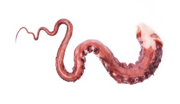 Octopus arm isolated on white background - Photo, Image