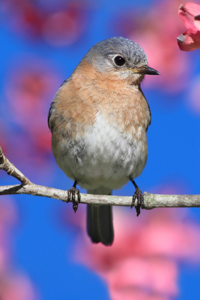 Wschodniej bluebird - Zdjęcie, obraz