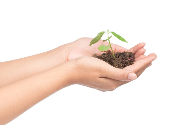 Hand holding sapling in soil isolated on white background - Photo, Image