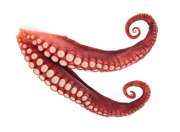 Beyaz arka plan üzerinde izole ahtapot tentacles - Fotoğraf, Görsel