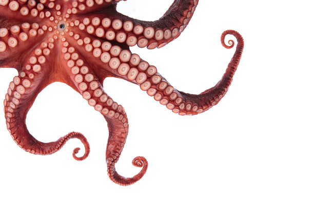 Hermoso de un calamar tentáculos aislados sobre fondo blanco
 - Foto, imagen