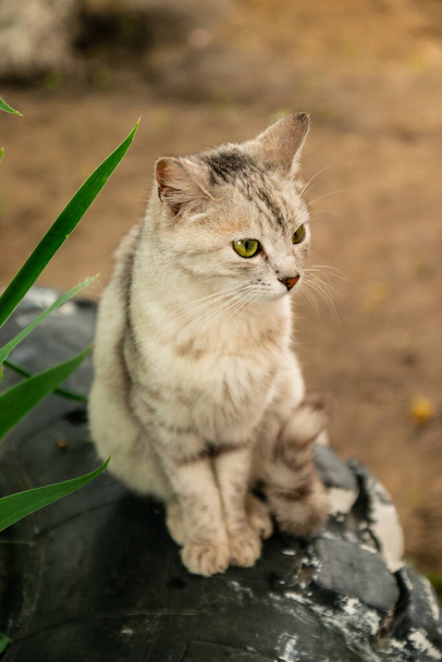 Grey white cat with green eyes sits outside - Photo, Image