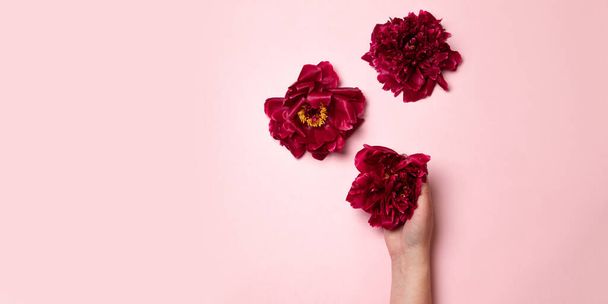 Kobieca ręka trzyma bordowy kwiat piwonii na różowym tle. Minimalny skład kreatywny - Zdjęcie, obraz