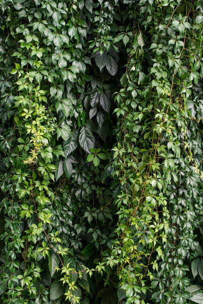 Hintergrund einer Efeu-Pflanze, die an einer Hauswand wächst - Foto, Bild