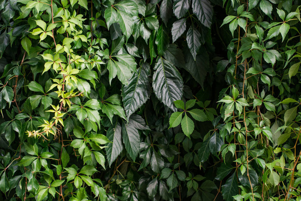 Pozadí hroznů creeper břečťan rostlina rostoucí na zdi domu - Fotografie, Obrázek