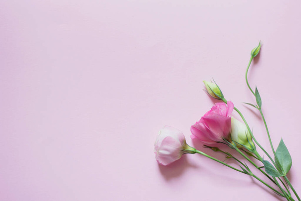Tender white and pink eustoma flowers on pink background, flat lay, top view - 写真・画像