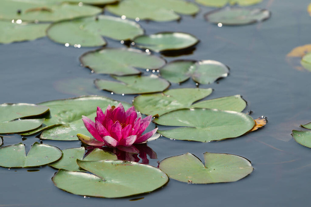 Pink water lily blooms in a lake - Foto, Imagen
