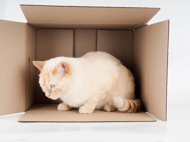 Ginger tomcat lying in the paper box, cardboard box with a cat on white background. - Foto, Bild