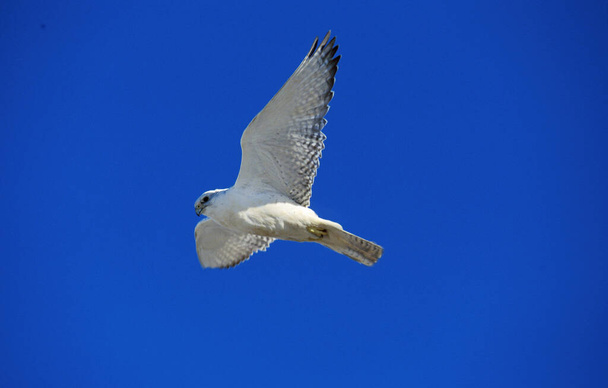 Gyrfalcon, falco rusticolus, Adult in Flight against Blue Sky, Canada  - 写真・画像