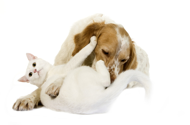 French Spaniel Male (Cinnamon Color) with White Domestic Cat playing against White Background    - Фото, зображення