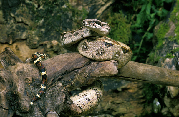 Boa Constrictor, boa constrictor, Adult standing on Branch   - Fotoğraf, Görsel